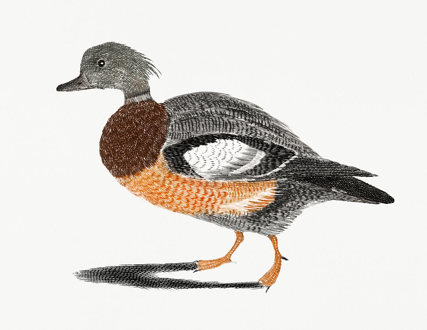 A Duck by Johan Teyler (1648-1709). Original from Rijks Museum. Digitally enhanced by rawpixel. A Duck by Johan Teyler (1648-1709). Original from Rijks Museum. Digitally enhanced by rawpixel.
