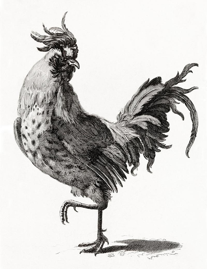 A Cock by Johan Teyler (1648-1709). Original from The Rijksmuseum. Digitally enhanced by rawpixel. A Cock by Johan Teyler (1648-1709). Original from The Rijksmuseum. Digitally enhanced by rawpixel.