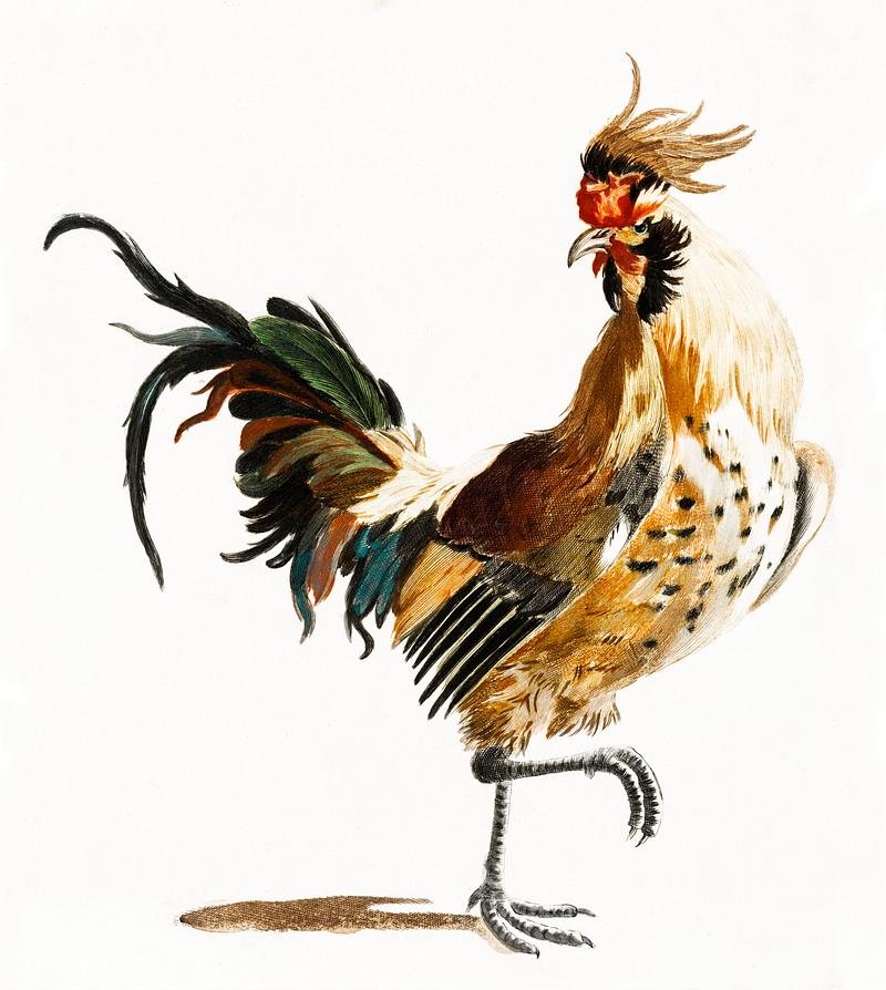 A Cock by Johan Teyler (1648-1709). Original from The Rijksmuseum. Digitally enhanced by rawpixel. A Cock by Johan Teyler (1648-1709). Original from The Rijksmuseum. Digitally enhanced by rawpixel.