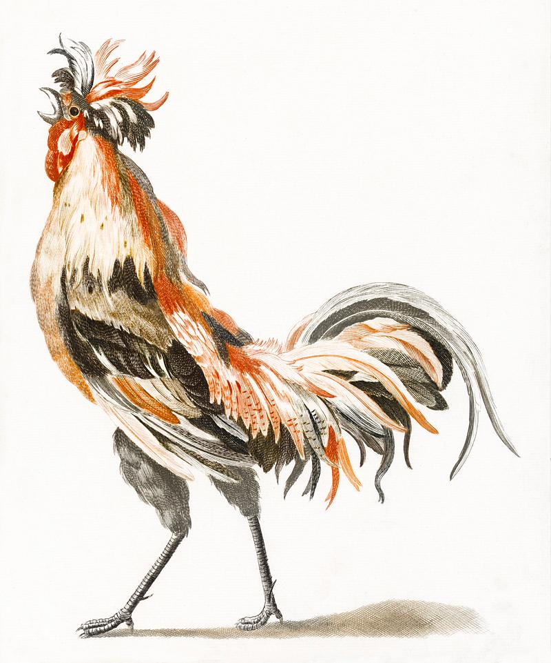 A Cock by Johan Teyler (1648-1709). Original from The Rijksmuseum. Digitally enhanced by rawpixel. A Cock by Johan Teyler (1648-1709). Original from The Rijksmuseum. Digitally enhanced by rawpixel.