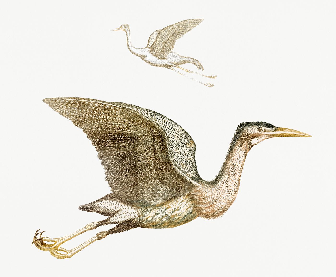 Crane and a Bittern by Johan Teyler (1648-1709). Original from Rijks Museum. Digitally enhanced by rawpixel. Crane and a Bittern by Johan Teyler (1648-1709). Original from Rijks Museum. Digitally enhanced by rawpixel.