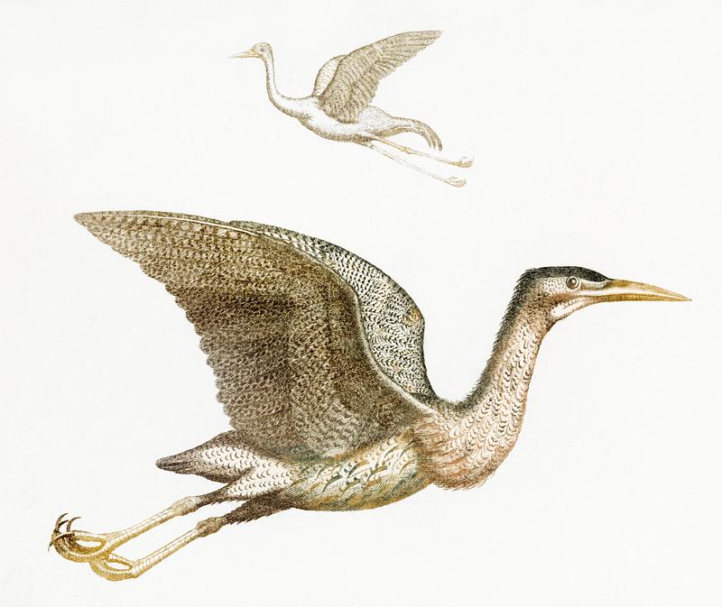 Crane and a Bittern by Johan Teyler (1648-1709). Original from The Rijksmuseum. Digitally enhanced by rawpixel. Crane and a Bittern by Johan Teyler (1648-1709). Original from The Rijksmuseum. Digitally enhanced by rawpixel.