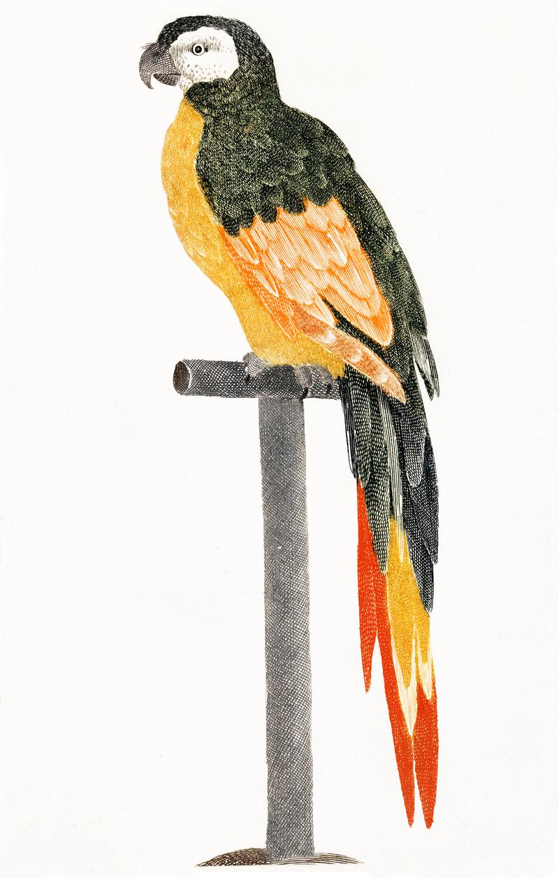 Parrot on Stick by Johan Teyler (1648-1709). Original from The Rijksmuseum. Digitally enhanced by rawpixel. Parrot on Stick by Johan Teyler (1648-1709). Original from The Rijksmuseum. Digitally enhanced by rawpixel.