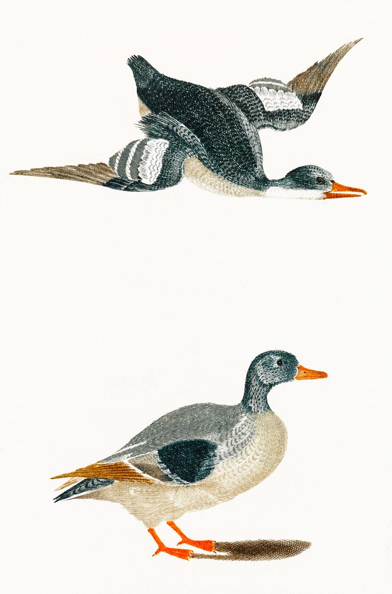 Ducks by Johan Teyler (1648-1709). Original from The Rijksmuseum. Digitally enhanced by rawpixel. Ducks by Johan Teyler (1648-1709). Original from The Rijksmuseum. Digitally enhanced by rawpixel.