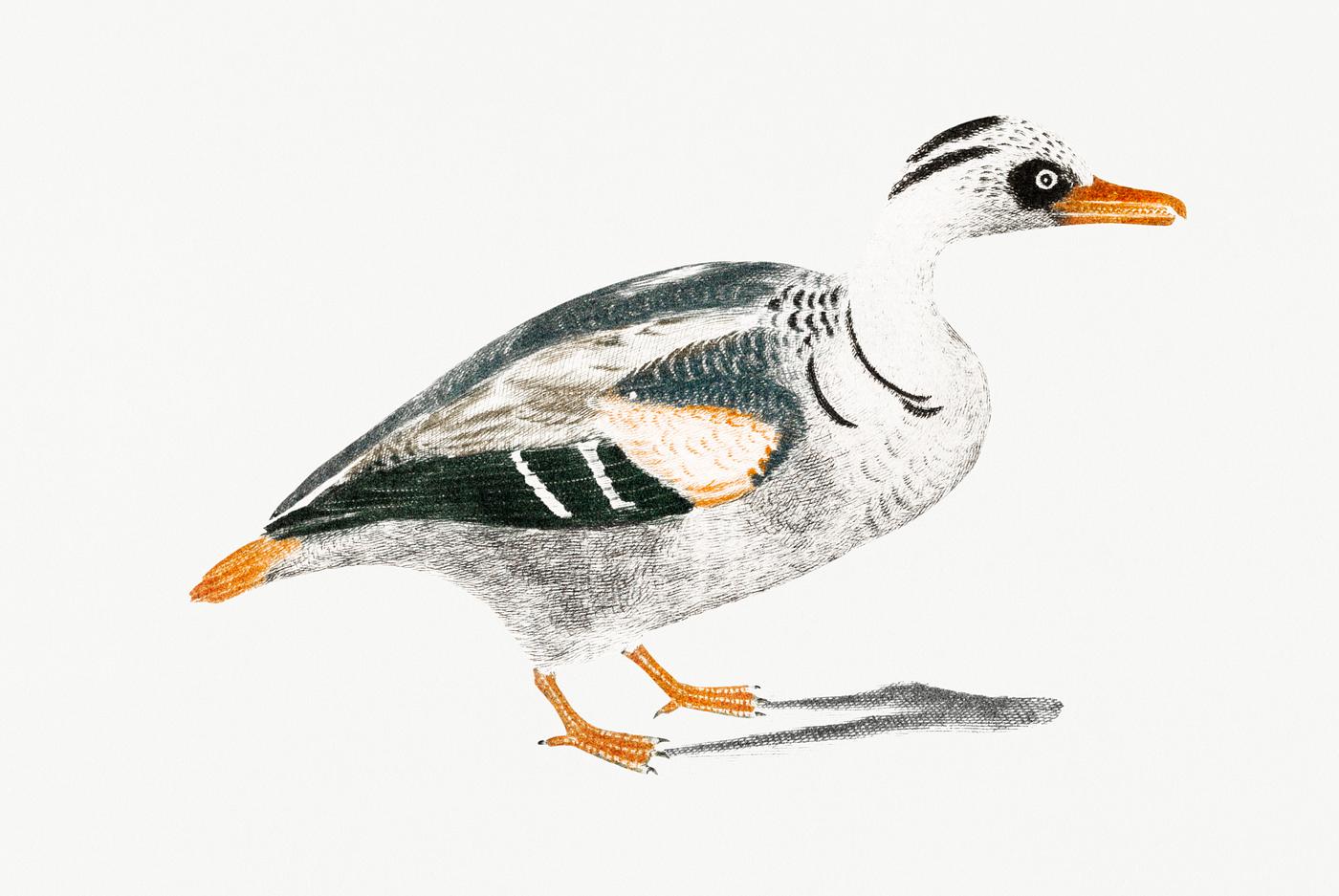 Duck by Johan Teyler (1648-1709). Original from Rijks Museum. Digitally enhanced by rawpixel. Duck by Johan Teyler (1648-1709). Original from Rijks Museum. Digitally enhanced by rawpixel.