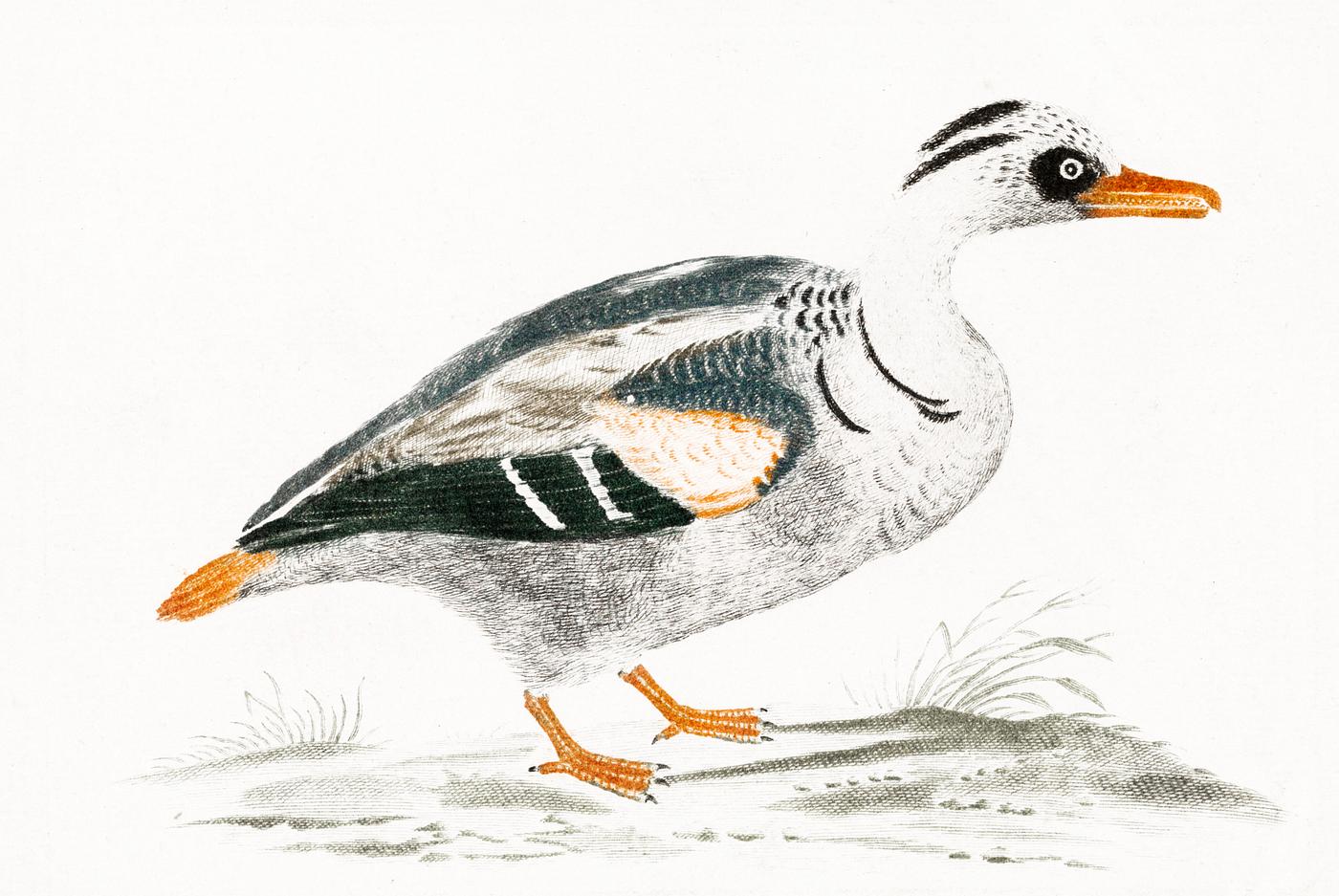 Duck by Johan Teyler (1648-1709). Original from The Rijksmuseum. Digitally enhanced by rawpixel. Duck by Johan Teyler (1648-1709). Original from The Rijksmuseum. Digitally enhanced by rawpixel.