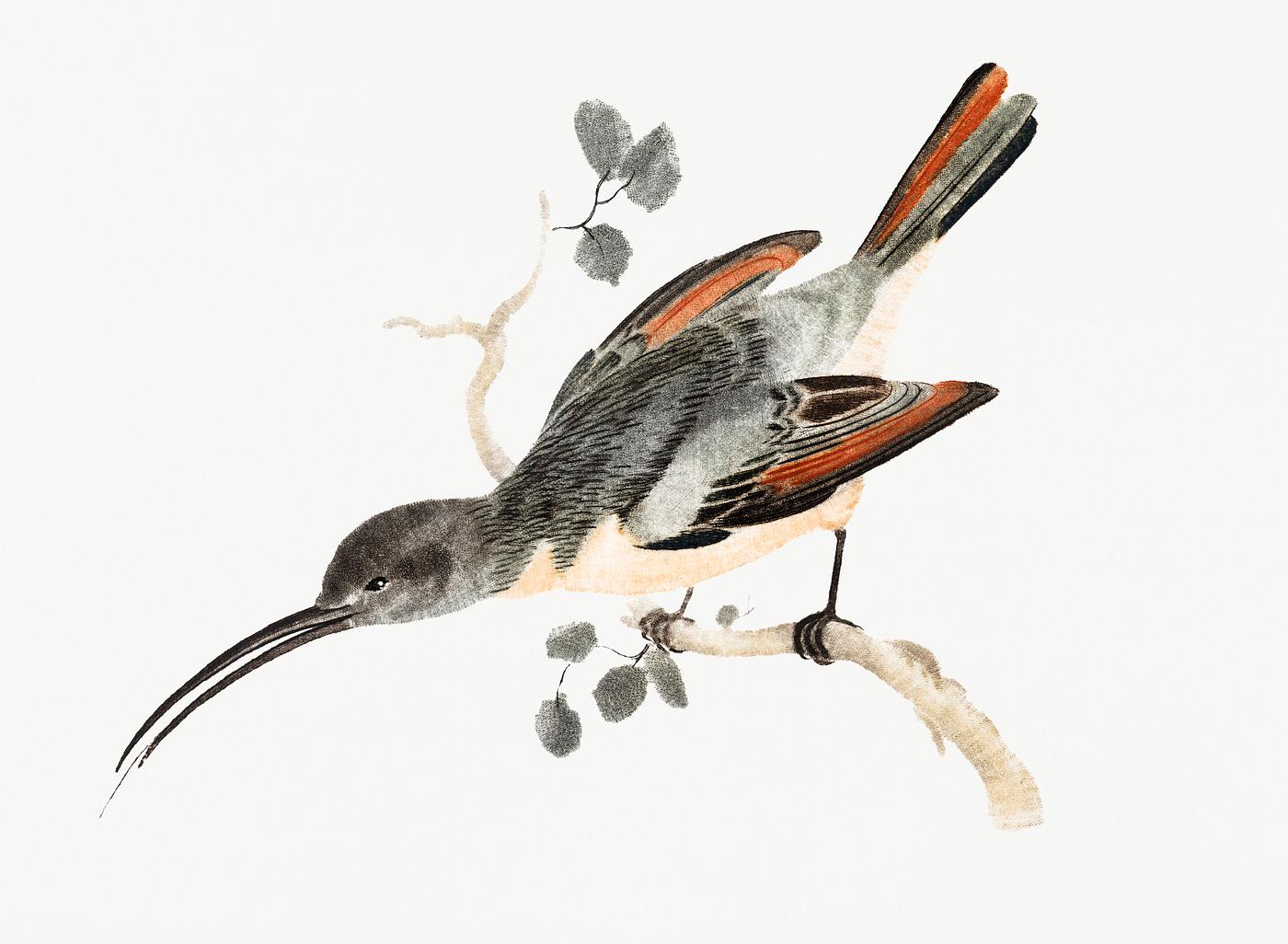 Hummingbird by Johan Teyler (1648-1709). Original from Rijks Museum. Digitally enhanced by rawpixel. Hummingbird by Johan Teyler (1648-1709). Original from Rijks Museum. Digitally enhanced by rawpixel.
