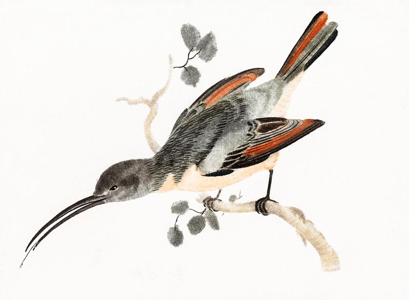 Hummingbird by Johan Teyler (1648-1709). Original from The Rijksmuseum. Digitally enhanced by rawpixel. Hummingbird by Johan Teyler (1648-1709). Original from The Rijksmuseum. Digitally enhanced by rawpixel.