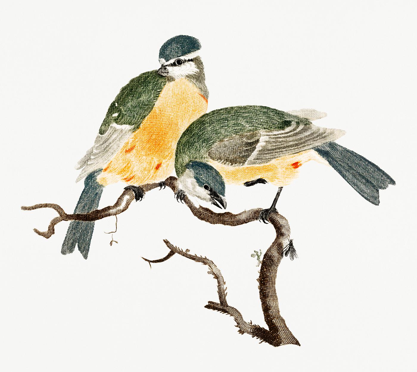 Blue Tit and a Great TIt by Johan Teyler (1648-1709). Original from Rijks Museum. Digitally enhanced by rawpixel. Blue Tit and a Great TIt by Johan Teyler (1648-1709). Original from Rijks Museum. Digitally enhanced by rawpixel.