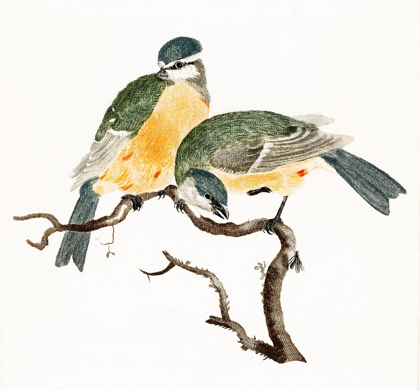 Blue Tit and a Great TIt by Johan Teyler (1648-1709). Original from The Rijksmuseum. Digitally enhanced by rawpixel. Blue Tit and a Great TIt by Johan Teyler (1648-1709). Original from The Rijksmuseum. Digitally enhanced by rawpixel.