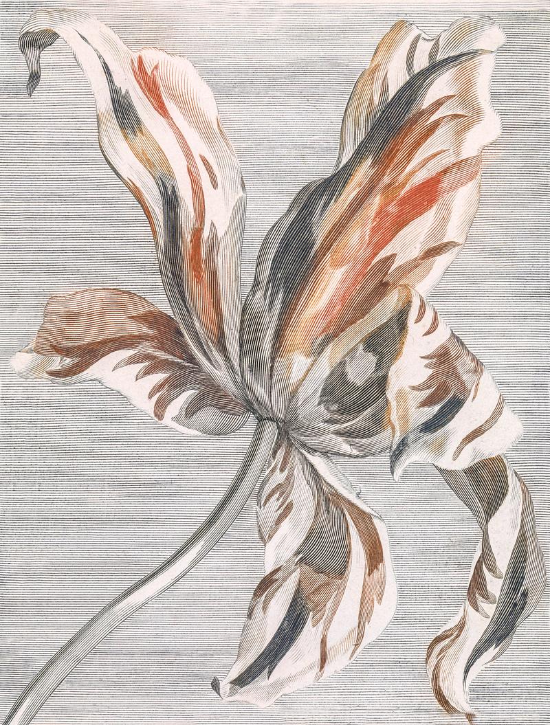 Plant sketch Tulip by Johan Teyler (1648-1709). Original from The Rijksmuseum. Digitally enhanced by rawpixel.