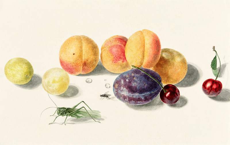 Fruits by Elisabeth Geertruida van de Kasteele, after Michiel van Huysum (1700-1800). Original from The Rijksmuseum. Digitally enhanced by rawpixel. Fruits by Elisabeth Geertruida van de Kasteele, after Michiel van Huysum (1700-1800). Original from The Rijksmuseum.…
