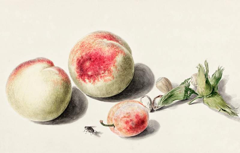 Peaches anda plum by Elisabeth Geertruida van de Kasteele, after Michiel van Huysum (1700-1800). Original from The Rijksmuseum. Digitally enhanced by rawpixel. Peaches anda plum by Elisabeth Geertruida van de Kasteele, after Michiel van Huysum (1700-1800). Original from The…