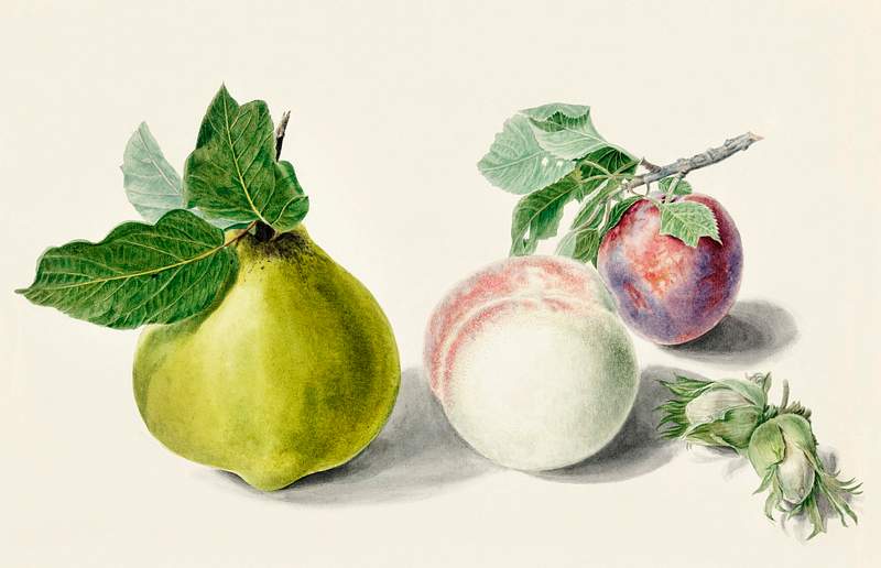 Pear and plum by Elisabeth Geertruida van de Kasteele, after Michiel van Huysum (1700-1800). Original from The Rijksmuseum. Digitally enhanced by rawpixel. Pear and plum by Elisabeth Geertruida van de Kasteele, after Michiel van Huysum (1700-1800). Original from The Rijksmuseum.…