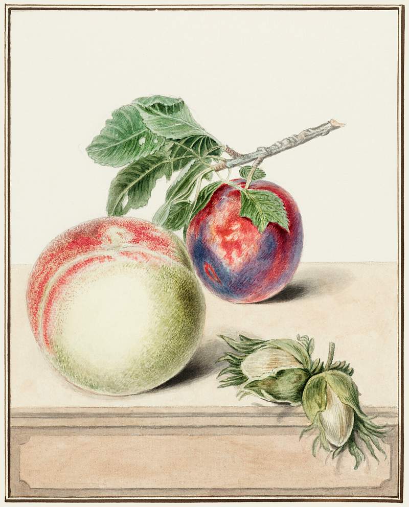 Peach and plum by Elisabeth Geertruida van de Kasteele, after Michiel van Huysum (1714-1810). Original from The Rijksmuseum. Digitally enhanced by rawpixel. Peach and plum by Elisabeth Geertruida van de Kasteele, after Michiel van Huysum (1714-1810). Original from The Rijksmuseum.…