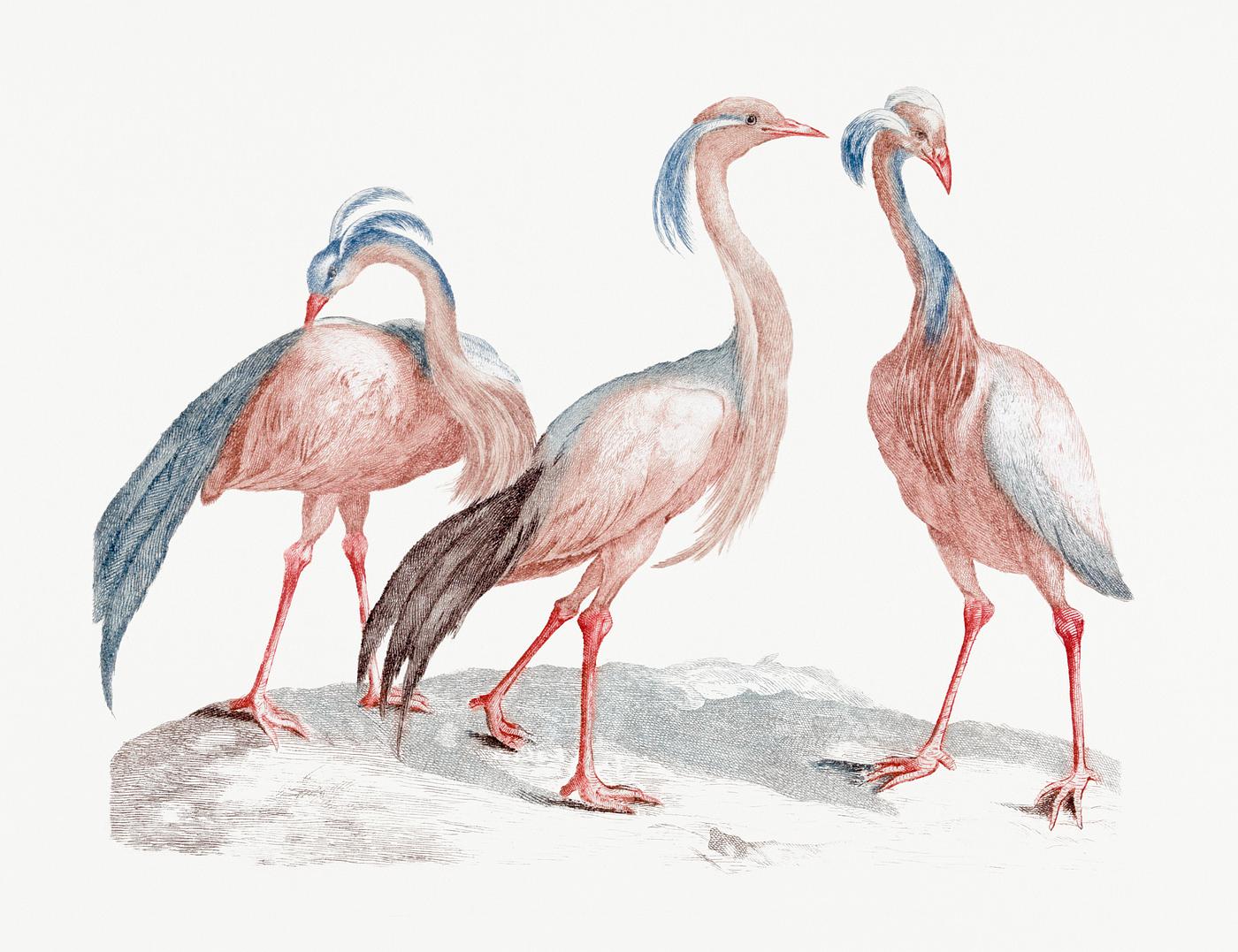 Miss Crane Birds by Johan Teyler (1648-1709). Original from Rijks Museum. Digitally enhanced by rawpixel. Miss Crane Birds by Johan Teyler (1648-1709). Original from Rijks Museum. Digitally enhanced by rawpixel.