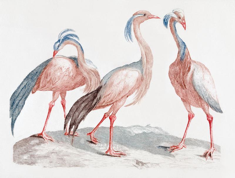 Crane birds drawing Miss Crane Birds by Johan Teyler (1648-1709). Original from The Rijksmuseum. Digitally enhanced by rawpixel.