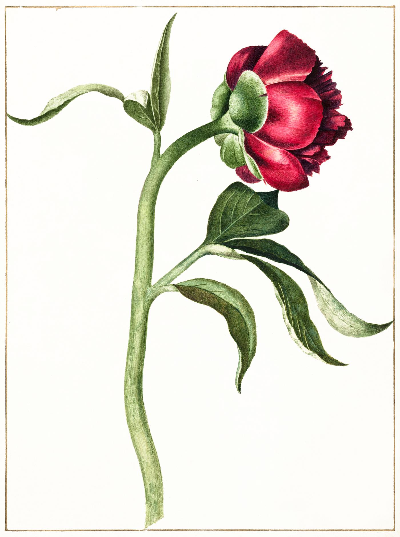 Peony by C.J. Crumb (1700 - 1800). Original from The Rijksmuseum. Digitally enhanced by rawpixel. Peony by C.J. Crumb (1700 - 1800). Original from The Rijksmuseum. Digitally enhanced by rawpixel.