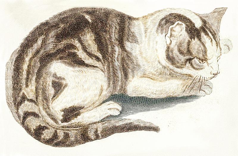 A cat by Johan Teyler (1648-1709). Original from The Rijksmuseum. Digitally enhanced by rawpixel. A cat by Johan Teyler (1648-1709). Original from The Rijksmuseum. Digitally enhanced by rawpixel.