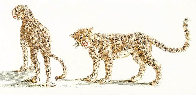 Two leopards by Johan Teyler (1648-1709). Original from The Rijksmuseum. Digitally enhanced by rawpixel. Two leopards by Johan Teyler (1648-1709). Original from The Rijksmuseum. Digitally enhanced by rawpixel.