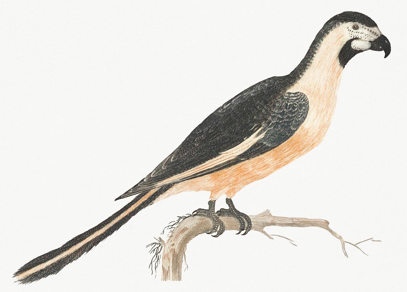 A Parrot by Johan Teyler (1648-1709). Original from Rijks Museum. Digitally enhanced by rawpixel. A Parrot by Johan Teyler (1648-1709). Original from Rijks Museum. Digitally enhanced by rawpixel.