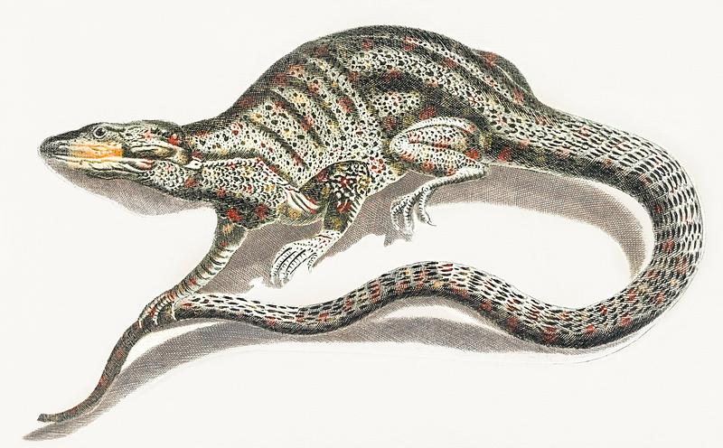 A lizard by Johan Teyler (1648-1709). Original from The Rijksmuseum. Digitally enhanced by rawpixel. A lizard by Johan Teyler (1648-1709). Original from The Rijksmuseum. Digitally enhanced by rawpixel.