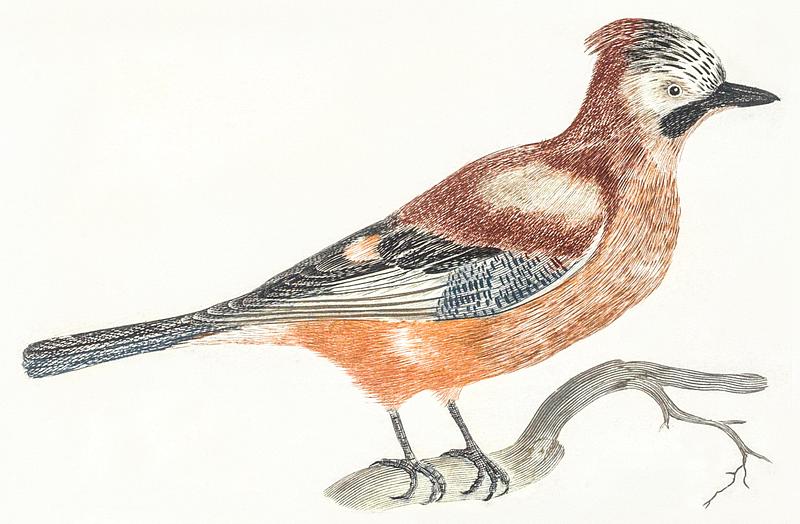 A Jay by Johan Teyler (1648-1709). Original from The Rijksmuseum. Digitally enhanced by rawpixel. A Jay by Johan Teyler (1648-1709). Original from The Rijksmuseum. Digitally enhanced by rawpixel.