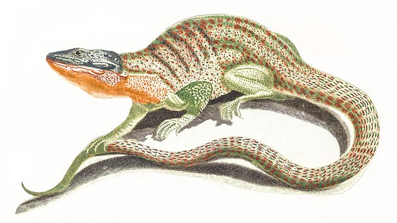 A lizard by Johan Teyler (1648-1709). Original from The Rijksmuseum. Digitally enhanced by rawpixel. A lizard by Johan Teyler (1648-1709). Original from The Rijksmuseum. Digitally enhanced by rawpixel.