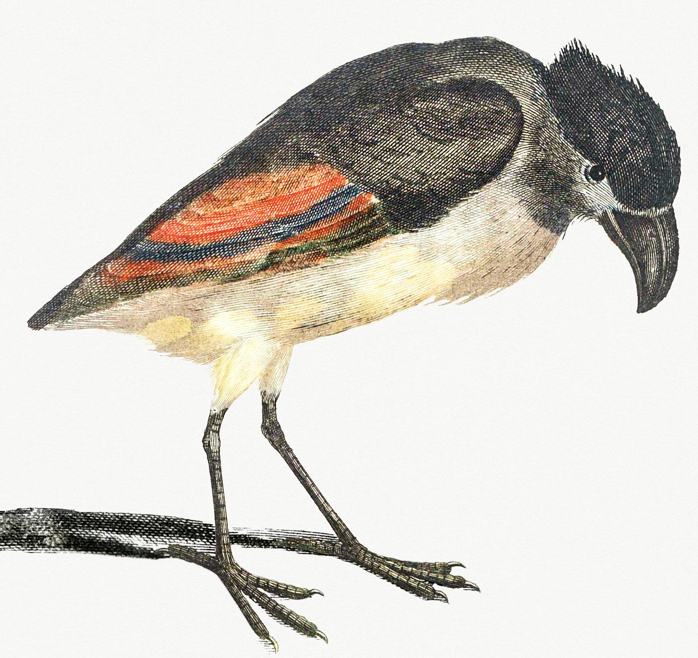 A Boat-Billed Heron by Johan Teyler (1648-1709). Original from Rijks Museum. Digitally enhanced by rawpixel. A Boat-Billed Heron by Johan Teyler (1648-1709). Original from Rijks Museum. Digitally enhanced by rawpixel.