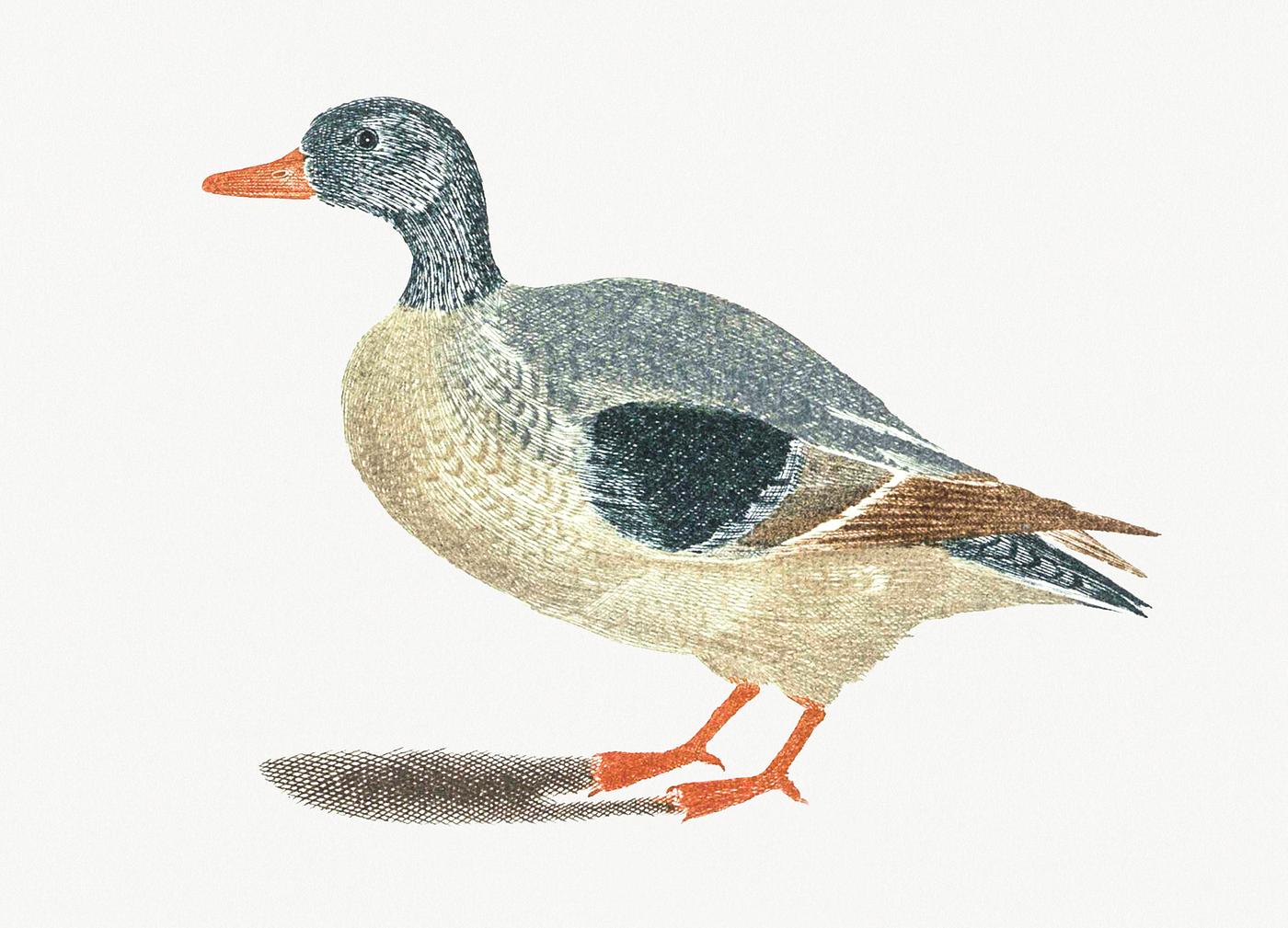 Duck by Johan Teyler (1648-1709). Original from Rijks Museum. Digitally enhanced by rawpixel. Duck by Johan Teyler (1648-1709). Original from Rijks Museum. Digitally enhanced by rawpixel.