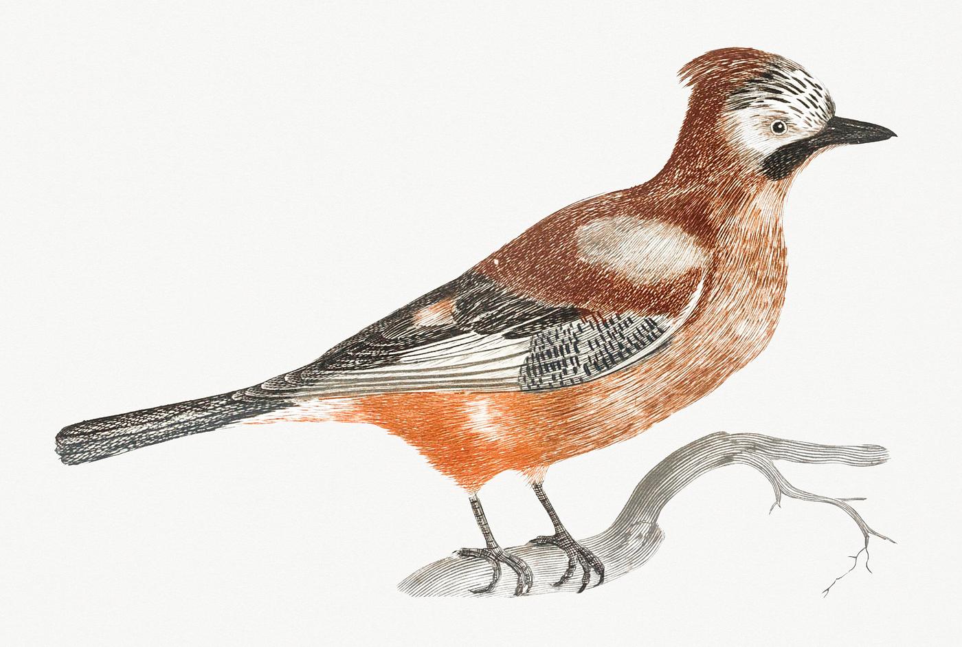 Jay by Johan Teyler (1648-1709). Original from Rijks Museum. Digitally enhanced by rawpixel. Jay by Johan Teyler (1648-1709). Original from Rijks Museum. Digitally enhanced by rawpixel.