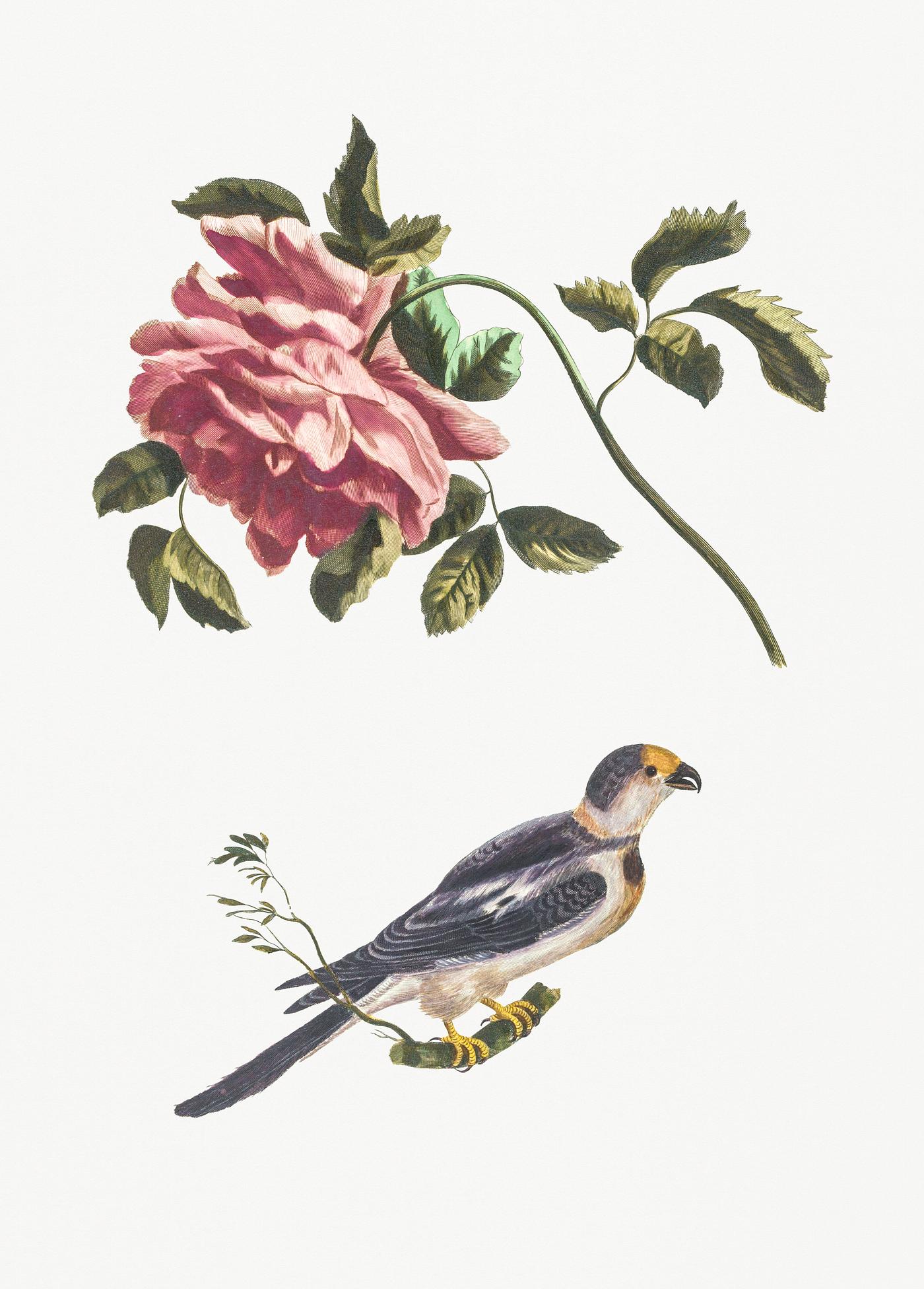 Rose and a Parakeet by Johan Teyler (1648-1709). Original from Rijks Museum. Digitally enhanced by rawpixel. Rose and a Parakeet by Johan Teyler (1648-1709). Original from Rijks Museum. Digitally enhanced by rawpixel.