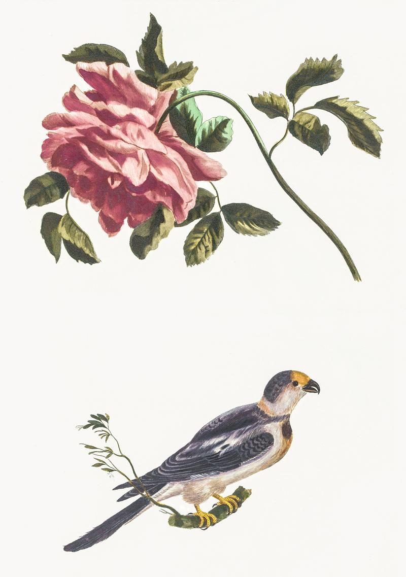 Rose and a Parakeet by Johan Teyler (1648-1709). Original from The Rijksmuseum. Digitally enhanced by rawpixel. Rose and a Parakeet by Johan Teyler (1648-1709). Original from The Rijksmuseum. Digitally enhanced by rawpixel.