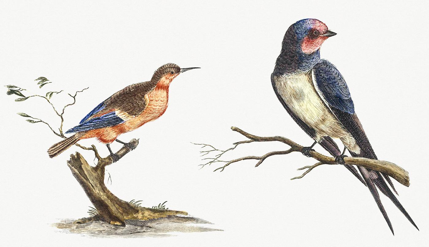 Bee-eater and a Swallow by Johan Teyler (1648-1709). Original from Rijks Museum. Digitally enhanced by rawpixel. Bee-eater and a Swallow by Johan Teyler (1648-1709). Original from Rijks Museum. Digitally enhanced by rawpixel.