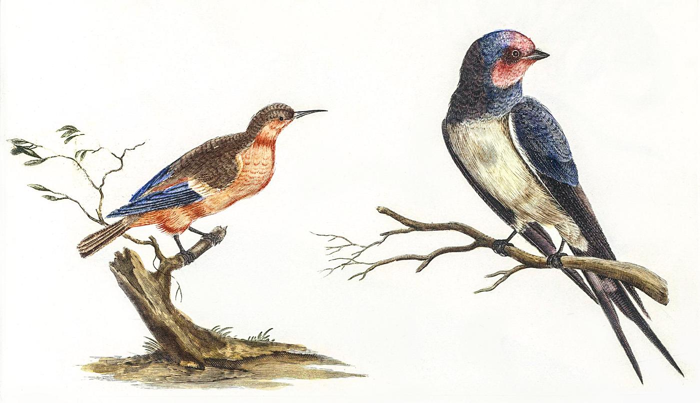 Bee-eater and a Swallow by Johan Teyler (1648-1709). Original from The Rijksmuseum. Digitally enhanced by rawpixel. Bee-eater and a Swallow by Johan Teyler (1648-1709). Original from The Rijksmuseum. Digitally enhanced by rawpixel.
