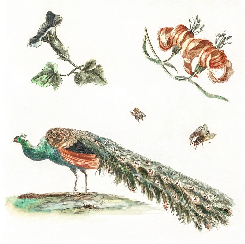 Convolvulus, Lilies, Two Flies and a Peacock by Johan Teyler (1648-1709). Original from The Rijksmuseum. Digitally enhanced by rawpixel. Convolvulus, Lilies, Two Flies and a Peacock by Johan Teyler (1648-1709). Original from The Rijksmuseum. Digitally enhanced…