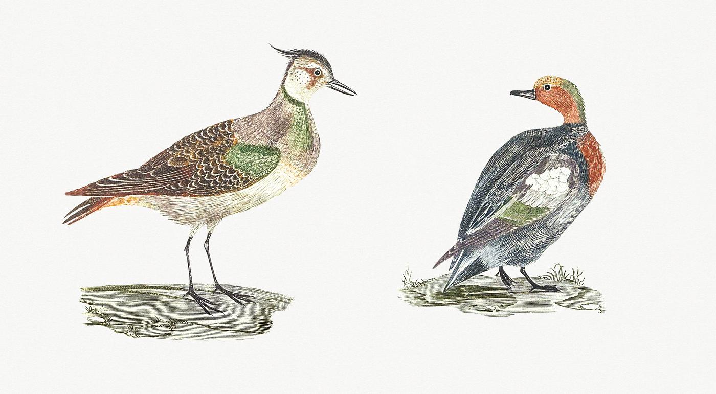 Lapwing and Duck by Johan Teyler (1648-1709). Original from Rijks Museum. Digitally enhanced by rawpixel. Lapwing and Duck by Johan Teyler (1648-1709). Original from Rijks Museum. Digitally enhanced by rawpixel.