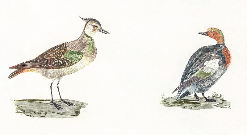 Lapwing and Duck by Johan Teyler (1648-1709). Original from The Rijksmuseum. Digitally enhanced by rawpixel. Lapwing and Duck by Johan Teyler (1648-1709). Original from The Rijksmuseum. Digitally enhanced by rawpixel.