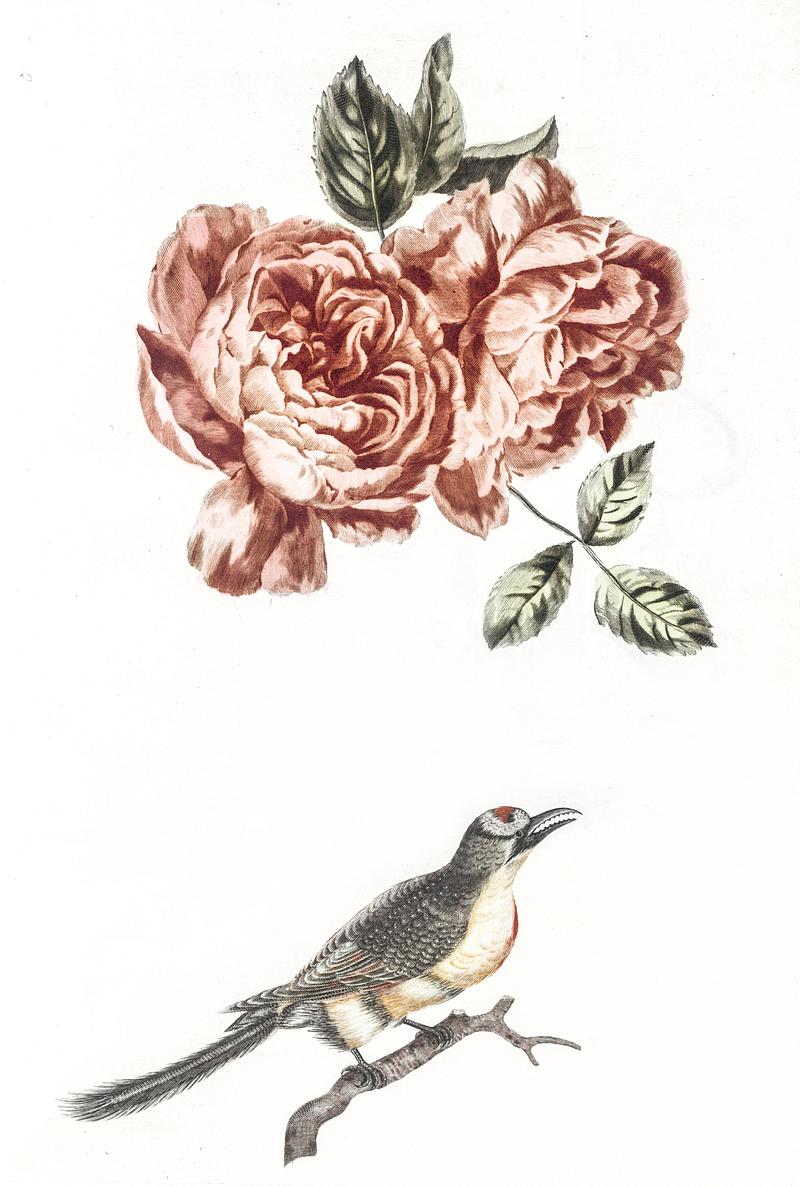 Two roses and a bird by Johan Teyler (1648-1709). Original from The Rijksmuseum. Digitally enhanced by rawpixel. Two roses and a bird by Johan Teyler (1648-1709). Original from The Rijksmuseum. Digitally enhanced by rawpixel.