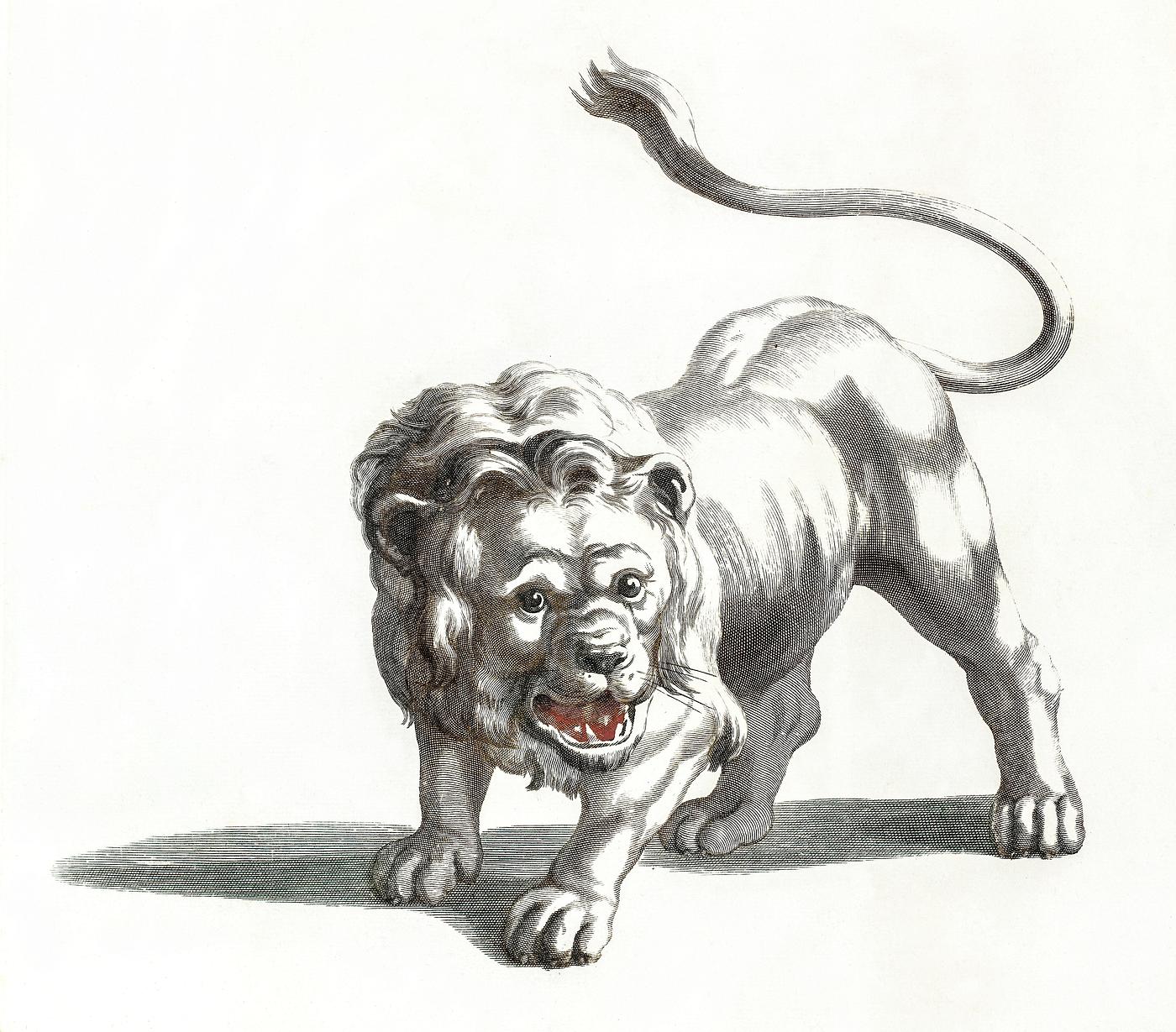A lion by Johan Teyler (1648-1709). Original from The Rijksmuseum. Digitally enhanced by rawpixel. A lion by Johan Teyler (1648-1709). Original from The Rijksmuseum. Digitally enhanced by rawpixel.