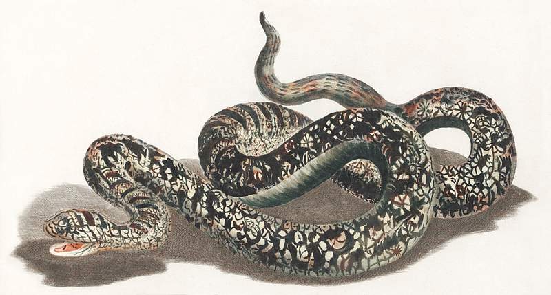 A snake by Johan Teyler (1648-1709). Original from The Rijksmuseum. Digitally enhanced by rawpixel.