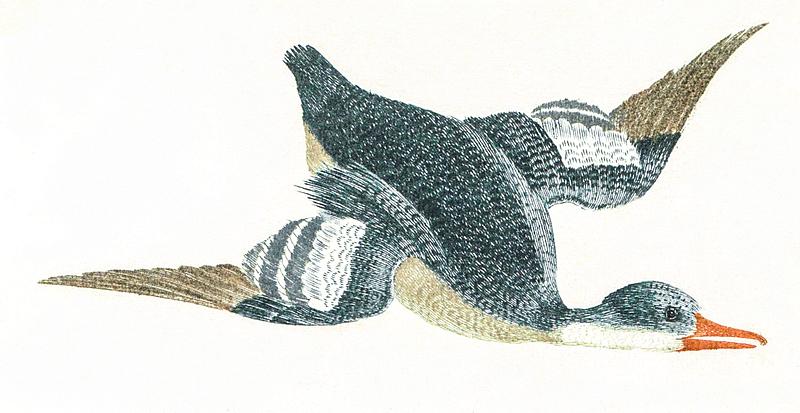 Duck by Johan Teyler (1648-1709). Original from The Rijksmuseum. Digitally enhanced by rawpixel. Duck by Johan Teyler (1648-1709). Original from The Rijksmuseum. Digitally enhanced by rawpixel.