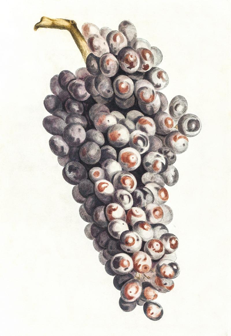 A bunch of grapes by Johan Teyler (1648-1709). Original from The Rijksmuseum. Digitally enhanced by rawpixel. A bunch of grapes by Johan Teyler (1648-1709). Original from The Rijksmuseum. Digitally enhanced by rawpixel.