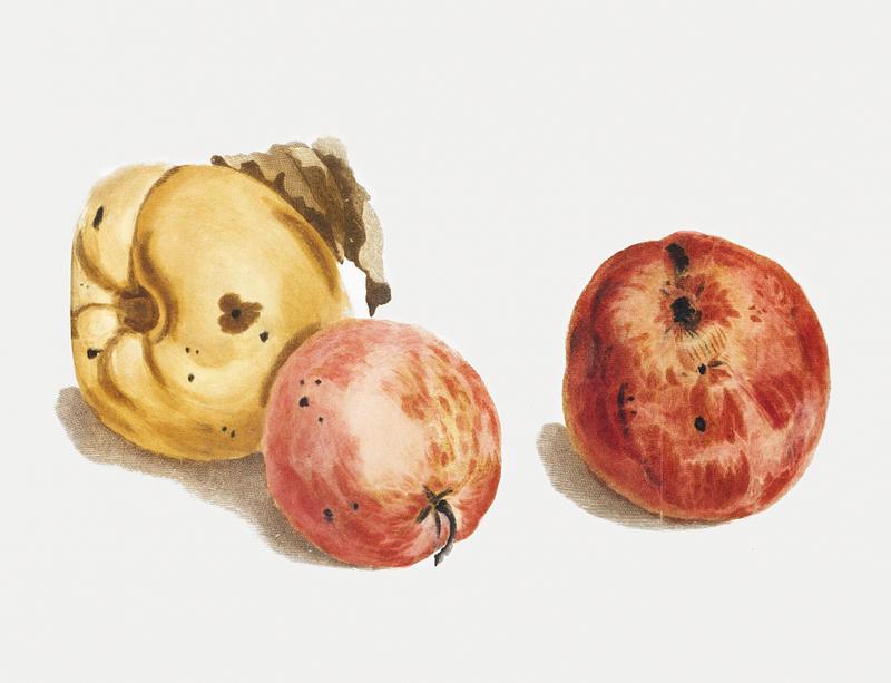 A quince and two apples by Johan Teyler (1648-1709). Original from The Rijksmuseum. Digitally enhanced by rawpixel. A quince and two apples by Johan Teyler (1648-1709). Original from The Rijksmuseum. Digitally enhanced by rawpixel.