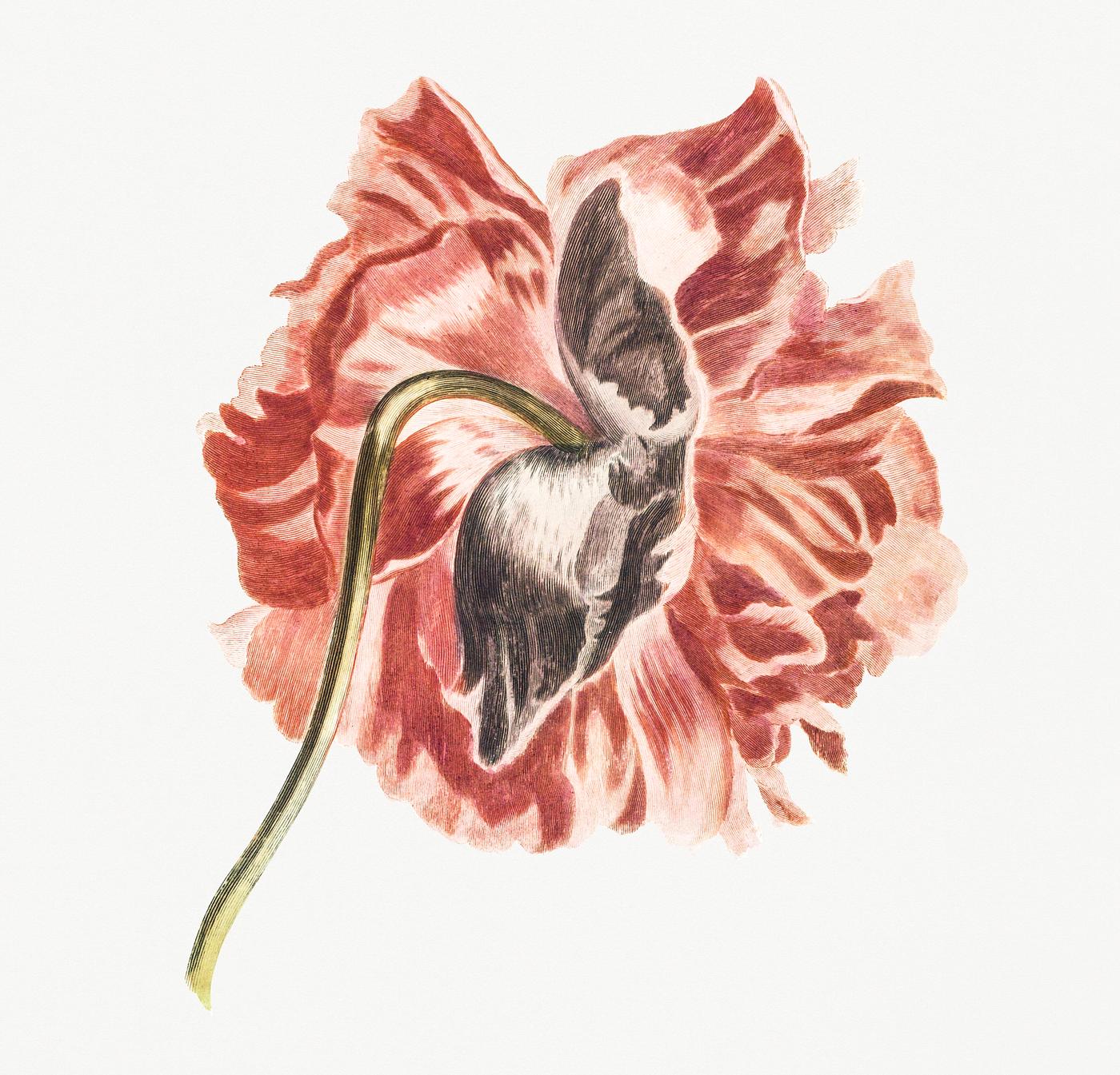 A peony by Johan Teyler (1648-1709). Original from Rijks Museum. Digitally enhanced by rawpixel. A peony by Johan Teyler (1648-1709). Original from Rijks Museum. Digitally enhanced by rawpixel.