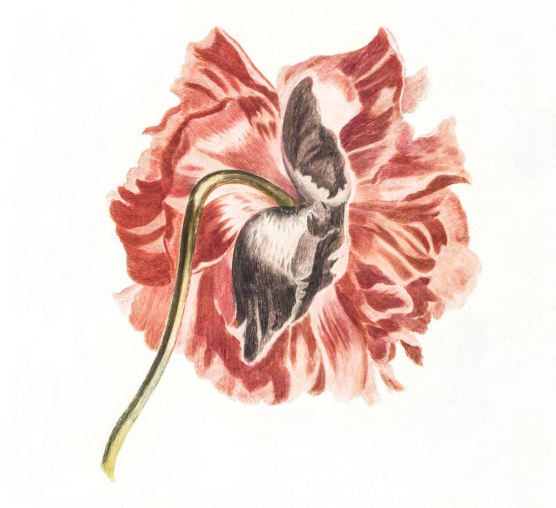 A peony by Johan Teyler (1648-1709). Original from The Rijksmuseum. Digitally enhanced by rawpixel. A peony by Johan Teyler (1648-1709). Original from The Rijksmuseum. Digitally enhanced by rawpixel.