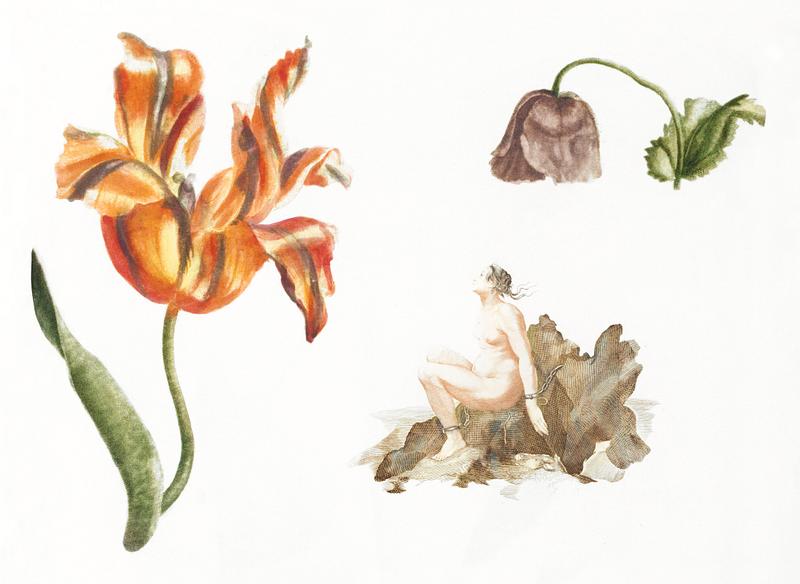 A Tulip, a Poppy and an Andromeda by Johan Teyler (1648-1709). Original from The Rijksmuseum. Digitally enhanced by rawpixel. A Tulip, a Poppy and an Andromeda by Johan Teyler (1648-1709). Original from The Rijksmuseum. Digitally enhanced by rawpixel.