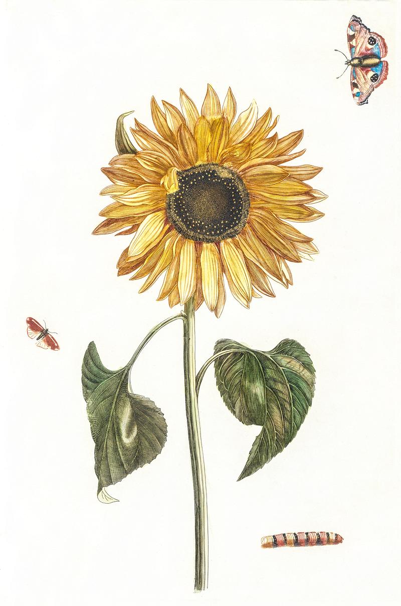 A sunflower, a caterpillar and two butterflies by Johan Teyler (1648-1709). Original from The Rijksmuseum. Digitally enhanced by rawpixel. A sunflower, a caterpillar and two butterflies by Johan Teyler (1648-1709). Original from The Rijksmuseum. Digitally enhanced…
