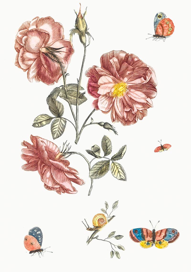 Two branches with roses, four butterflies and a snail by Johan Teyler (1648-1709). Original from The Rijksmuseum. Digitally enhanced by rawpixel. Two branches with roses, four butterflies and a snail by Johan Teyler (1648-1709). Original from The Rijksmuseum. Digitally…