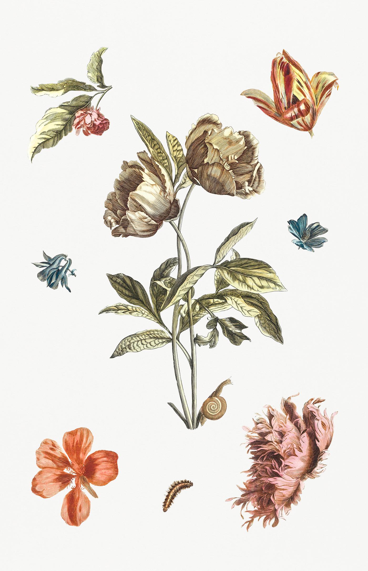 Various flowers and a caterpillar by Johan Teyler (1648-1709). Original from Rijks Museum. Digitally enhanced by rawpixel. Various flowers and a caterpillar by Johan Teyler (1648-1709). Original from Rijks Museum. Digitally enhanced by rawpixel.